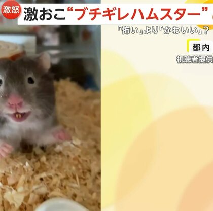 【キレるハムスター女子】お尻を触られてブチギレ！？鋭いツメと強靭なキバをむき出しに…飼い主「びっくりしたけど愛おしい」