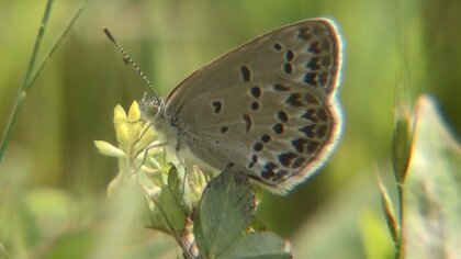 絶滅危惧種「シルビアシジミ」を「県内有数の生息地に」宮崎市で少しずつ増加【宮崎発】