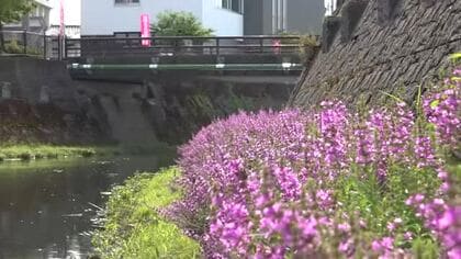 川辺を彩る紫のじゅうたん　福井市底喰川でミソハギの花が見頃　大雨で冠水も、折れることなく青空に向かい可憐な花　8月中旬まで