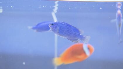青いルリスズメダイ11匹が泳ぐ…水族館でサッカーW杯出場国を応援する企画展 ユニフォームの色にちなんだ魚を展示