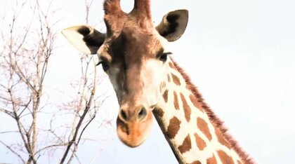 動物の『エサ』飼育員が盗んだか「不自然に減っている」と別の飼育員が相談　「エサを盗むのはあってはならない」と園がコメント