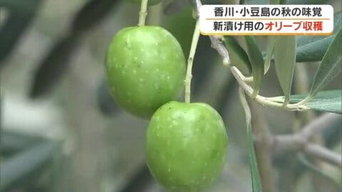 大きく育ちました　小豆島オリーブ公園でオリーブの収穫始まる【香川】