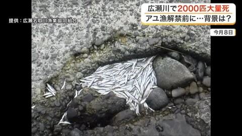 広瀬川で２０００匹以上のアユが大量死　水量の低下で酸欠状態になったか　今年はアユの遡上量が例年の６倍