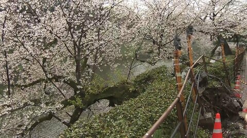 千鳥ヶ淵で「桜の木が倒れている」交番に報告　けが人や通行止めなどなし　九段下駅から約650m　都内有数お花見スポット