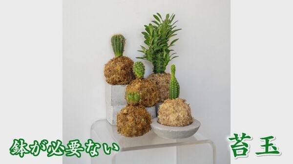 若き農家による観葉植物の魅力と癒しの空間