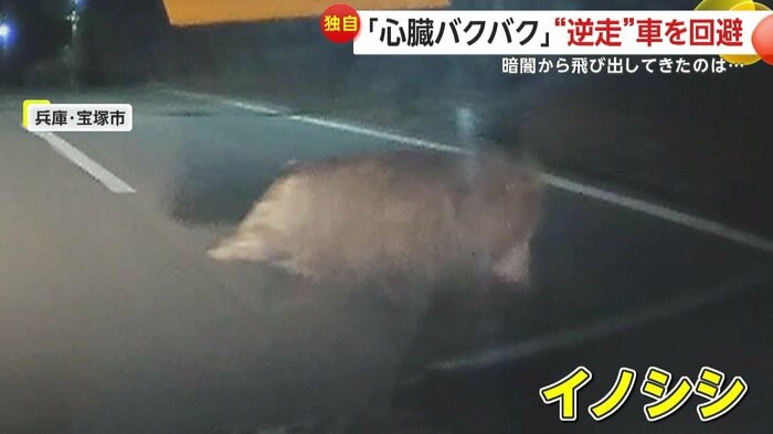 ライトに照らされるイノシシ（視聴者提供）