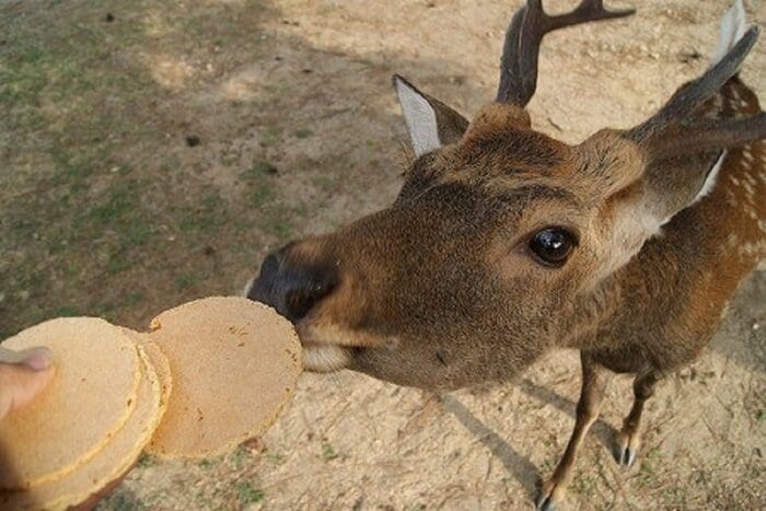 鹿せんべいをもらう鹿(奈良県提供)