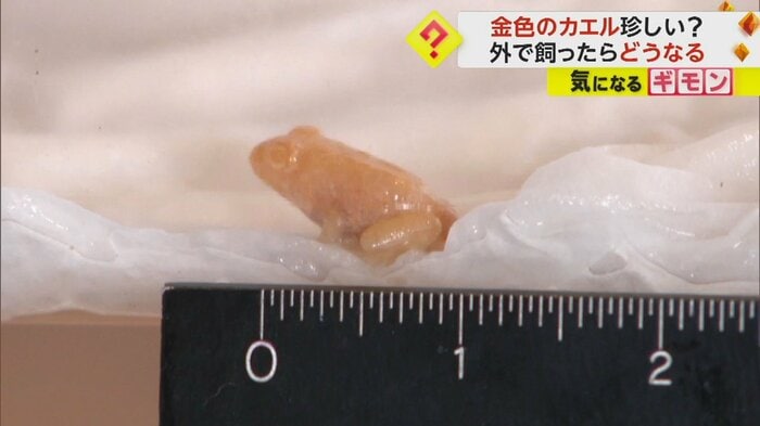 金色のカエルの体長を測ると…体調約1㎝