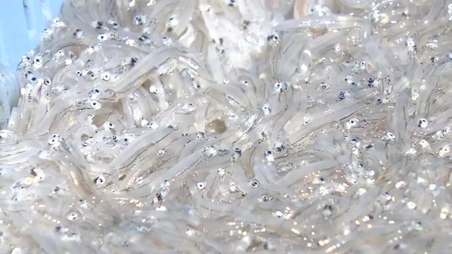 ”常磐もの”という海の恵みと、漁師という仕事に誇り