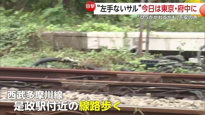 サルは10日午前8時過ぎ、西武多摩川線の是政駅近くで線路の上を歩いていたという
