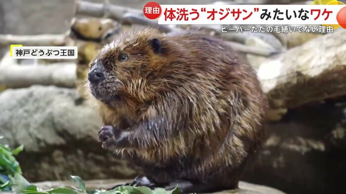 プール後に毛繕いするビーバー(提供:神戸どうぶつ王国)