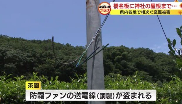 茶畑の防霜ファンの送電線も盗まれる(掛川市)
