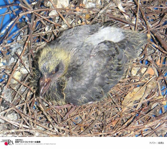 ドバトの幼鳥と巣。野鳥が巣を作っている場合はトリサシダニがいる可能性も(画像提供:日本ペストコントロール協会)