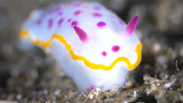 色鮮やかでフォトジェニックなウミウシ