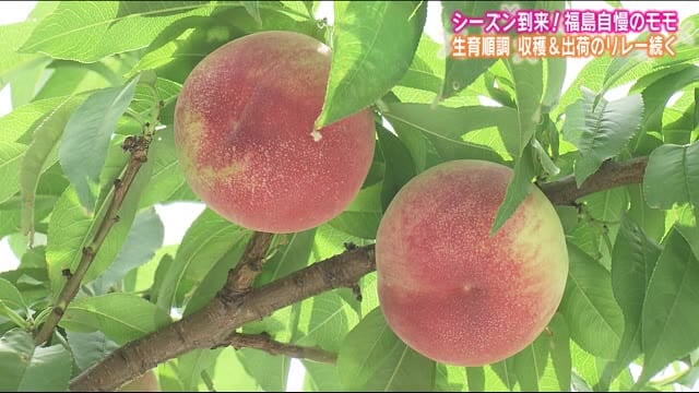 福島の桃のシーズン到来!『はつひめ』いよいよ収穫へ… ミスピーチキャンペーンクルーも活動開始