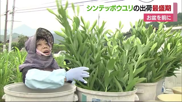 墓前をやさしく彩ります「シンテッポウユリ」出荷が最盛期【愛媛・東温市】