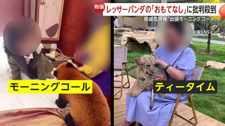 「なんて無茶な！」絶滅危惧種レッサーパンダの出張「モーニングコール」が物議…ライオンと触れ合えるアフタヌーンティーにも批判　中国｜FNNプライムオンライン