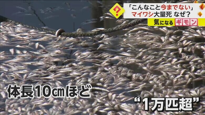 地元漁師「こんなこと今までない」と驚き　マイワシ1万匹以上の死骸が海面埋め尽くす　“酸欠”原因か　長崎・南島原市｜FNNプライムオンライン