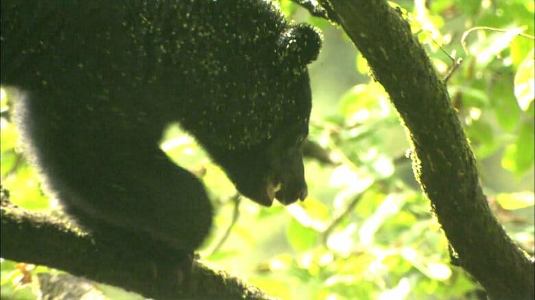 専門家とハンター、立場の違いから見えるクマ出没対策の課題　富山県でクマ出没971件、過去10年最多に｜FNNプライムオンライン