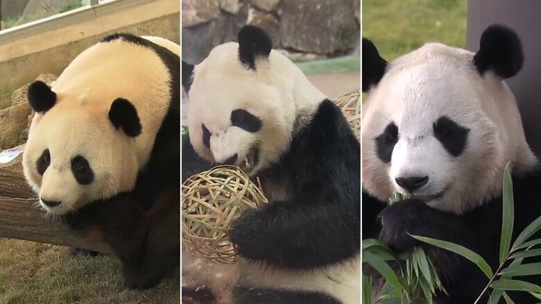 【分析】「日本からパンダいなくなる？」和歌山の全4頭6月中国に返還決定　上野動物園の双子「シャオシャオとレイレイ」来年2月返還期限も…専門家「ゼロは考えにくい」｜FNNプライムオンライン
