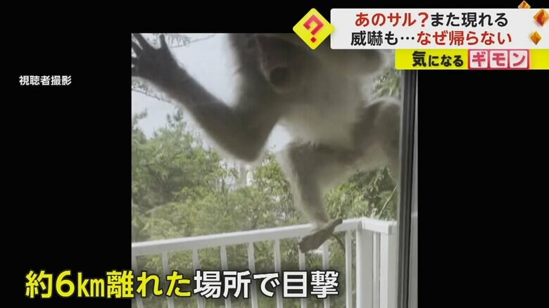 「旅の途中ではないか」若い雄サルの目撃相次ぐ…1週間前は約6キロ離れた場所でベランダから威嚇　宮城・石巻市｜FNNプライムオンライン
