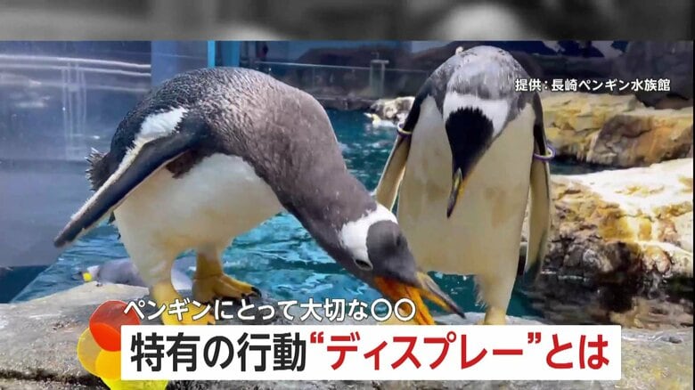 【40秒間で5回も…】何度もおじぎをするペンギンの謎　特有行動“ディスプレー”で愛を深めるコミュニケーション　長崎ペンギン水族館｜FNNプライムオンライン