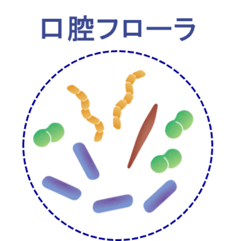 高齢でも健康な口腔を保ち続ける人は、硝酸還元菌の多い健康型の口腔フローラを保有していることを発見