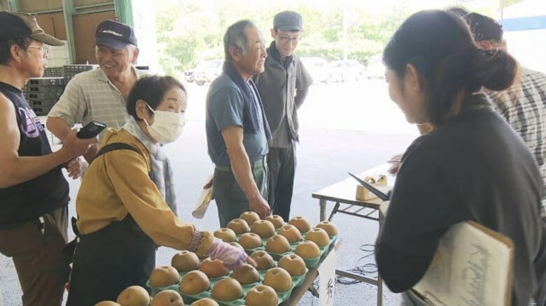 少雨でやや小ぶりも「酸味と甘味のバランス最高」 坂井北部丘陵の特産ナシ「豊水」来週から出荷スタート 例年並みの200トンを県内外に出荷【福井】|FNNプライムオンライン
