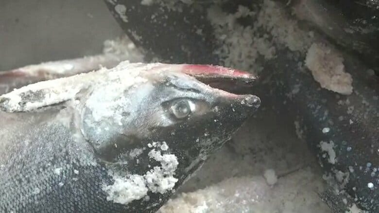 過去2番目の漁獲量！ロシアの排他的経済水域のサケ・マス引き網漁で66.6トン水揚げ＜北海道根室市の花咲港＞｜FNNプライムオンライン