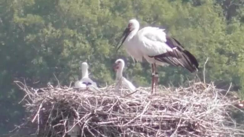 巣立ちまで温かく見守って…まんのう町で誕生のコウノトリのヒナは３羽と判明　町内誕生４年連続【香川】｜FNNプライムオンライン