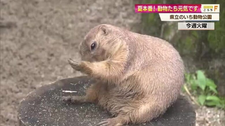 夏本番「のいち動物公園」動物の様子を紹介！脳性まひ抱えるチンパンジー「ミルキー」の誕生日会も｜FNNプライムオンライン