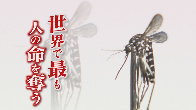 痒いだけではない！ 世界で最も人の命を奪う生き物「蚊」 虫取り網を手に“人類最大の敵”に立ち向かう博士 “蚊が消える日”は来るのか？ 【福岡発】｜FNNプライムオンライン