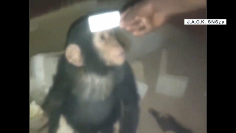 【前代未聞】チンパンジー誘拐し身代金要求 不安げな映像も…「危害加える」脅しもコンゴ当局は応じず　｜FNNプライムオンライン