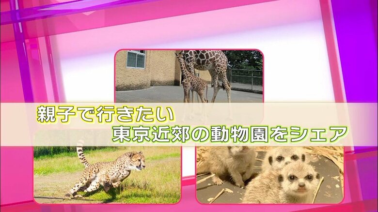 「チーターラン」で迫力の全力疾走を間近に！ 可愛すぎる赤ちゃんたちも…親子で行きたい東京近郊の動物園｜FNNプライムオンライン