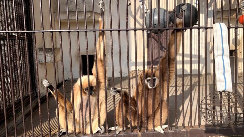 シロテテナガザルのモンロー(左)とヨタロー