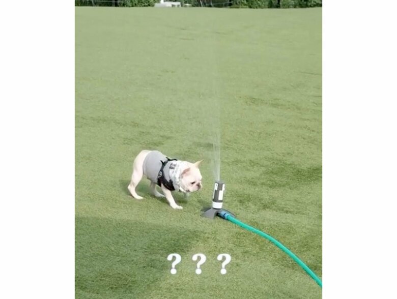 提供：むぎさん