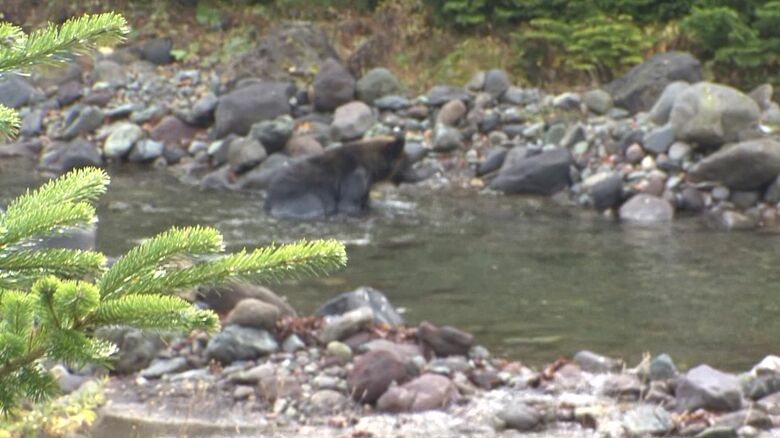 近距離で撮影されたクマ