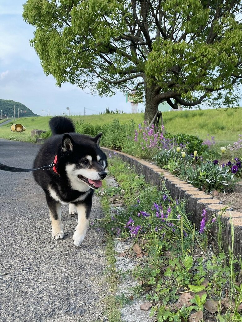 花を眺めながら散歩を満喫