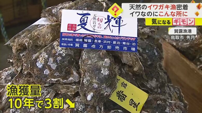採れたイワガキが並んでいる