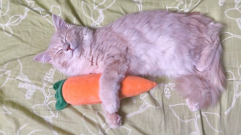 ニンジンのぬいぐるみとの一コマ
