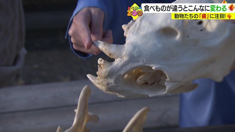 鋭くて迫力があるライオンの犬歯