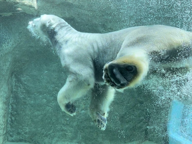 ホッキョクグマの肉球