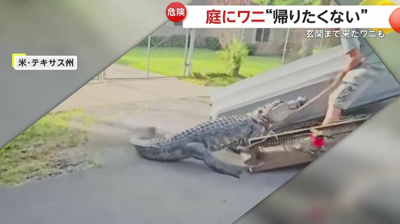 「帰りたくない」と言わんばかりに、地面で踏ん張っていたワニ