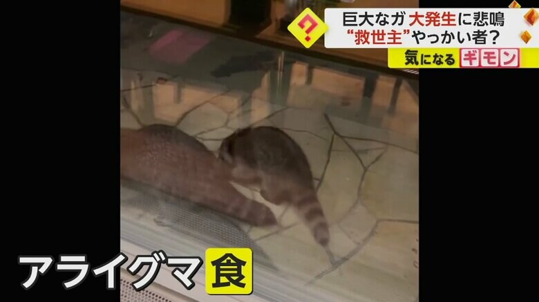 撮影した人は「アライグマは、（クスサンを）食べているように見えた」と話した