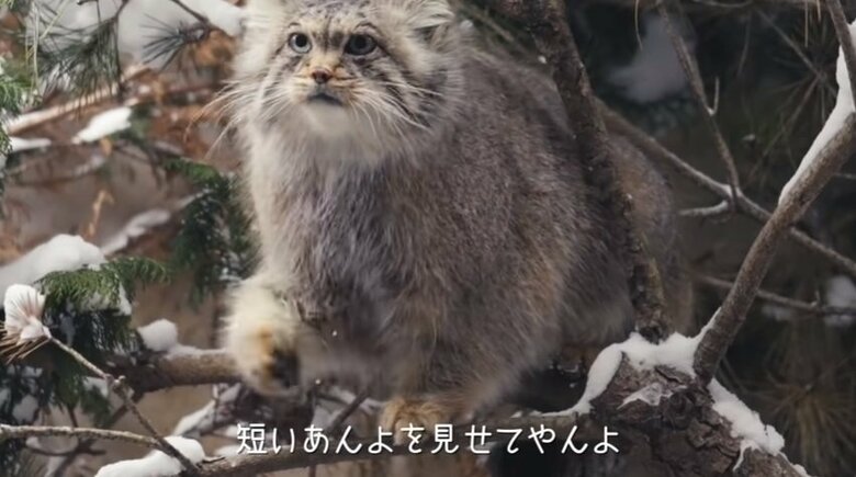 出典：那須どうぶつ王国公式YouTube