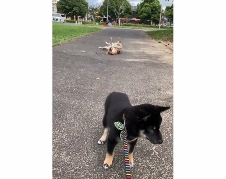 提供：小梅と小夏さん