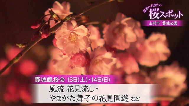 ライトアップされたサクラ