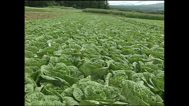南ヶ原開拓地のキャベツ畑