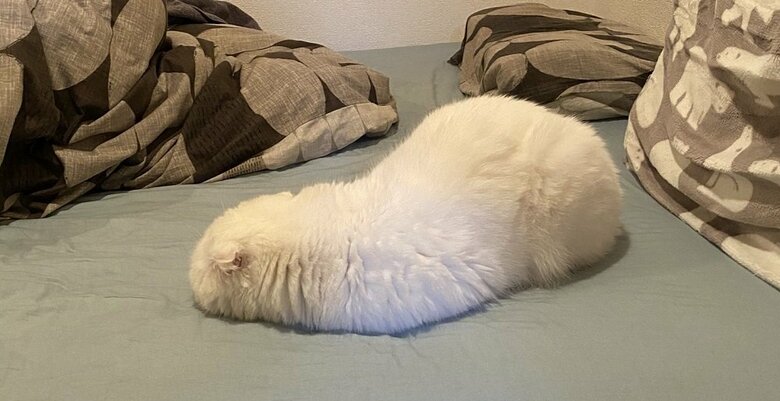 とろけてしまい、まるであざらし？