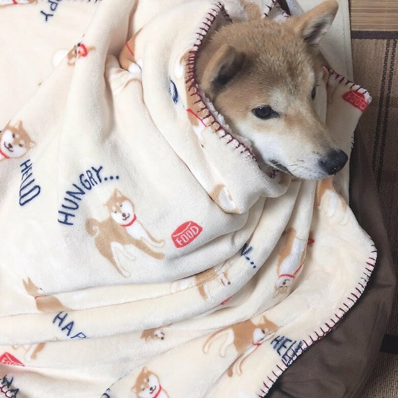 ブランケットに包まれて暖かそう